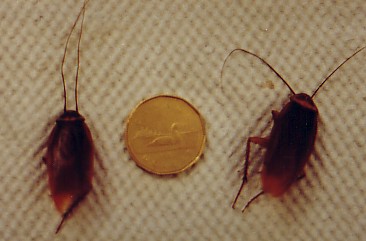roaches